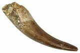 Fossil Plesiosaur (Zarafasaura) Tooth - Morocco #344212-1